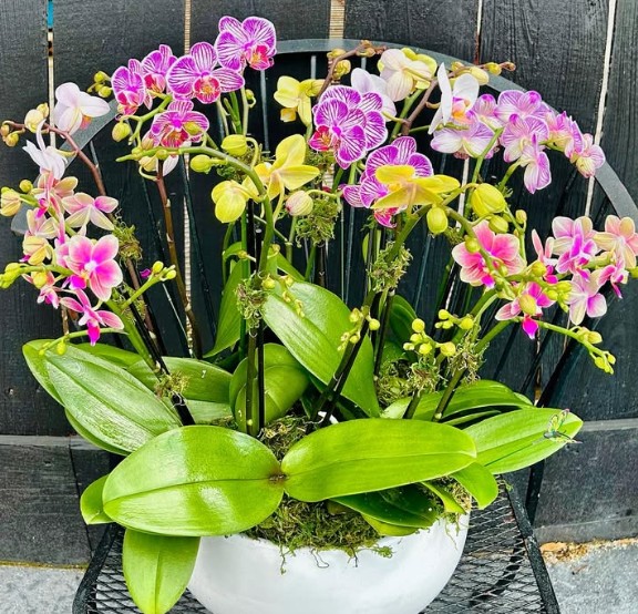 A custom orchid arrangement in a decorative pot